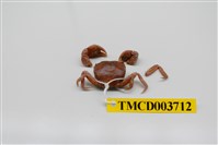 藏品(絨毛近方蟹)的圖片